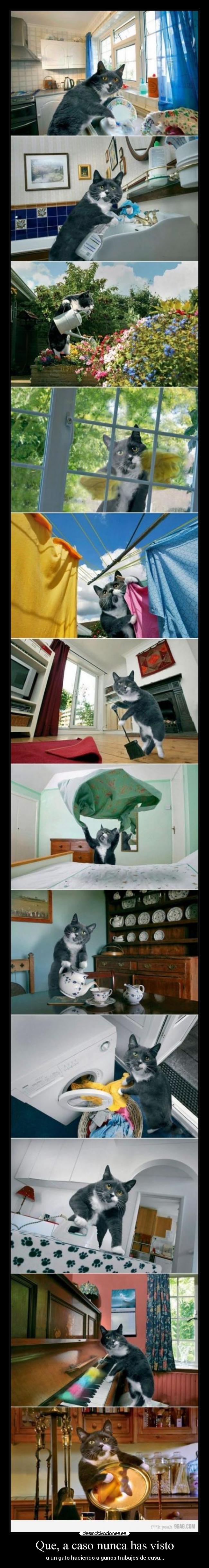 Que, a caso nunca has visto - a un gato haciendo algunos trabajos de casa...