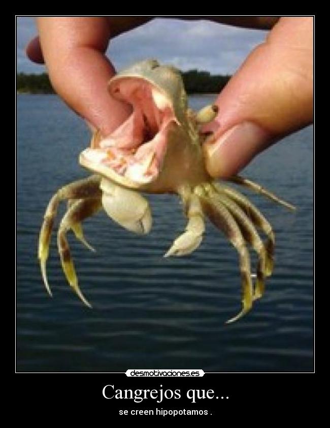 carteles cangrejos desmotivaciones