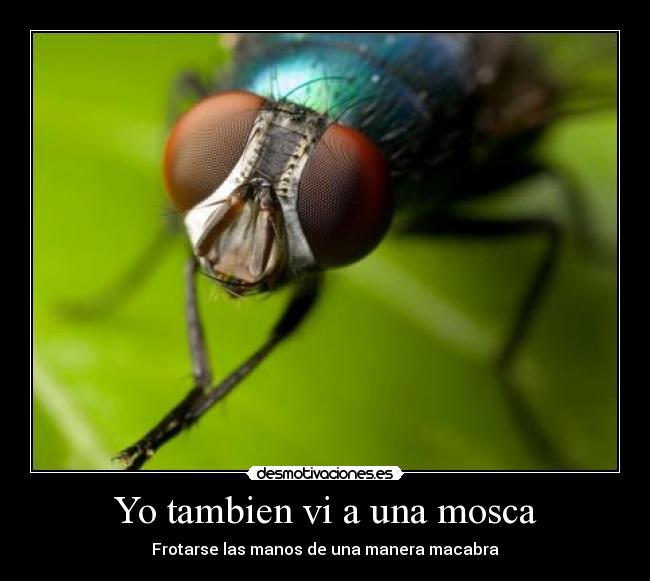 Yo tambien vi a una mosca - 