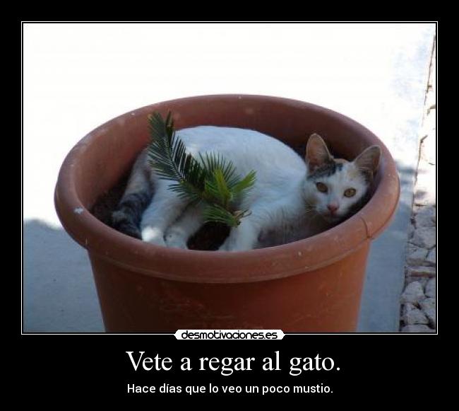 Vete a regar al gato. -
