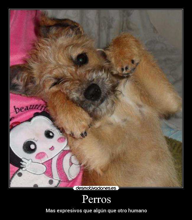 Perros - 