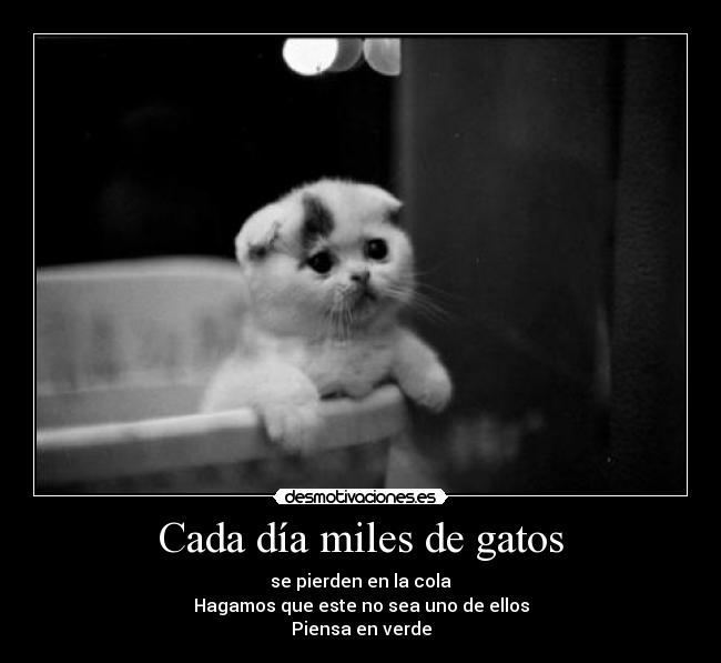 carteles gatos gatos verde desmotivaciones