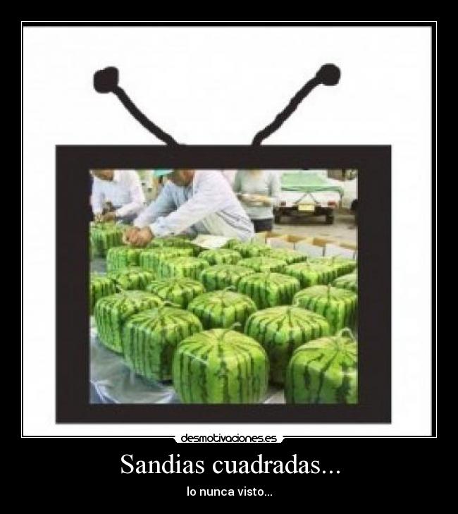 Sandias cuadradas... - lo nunca visto...