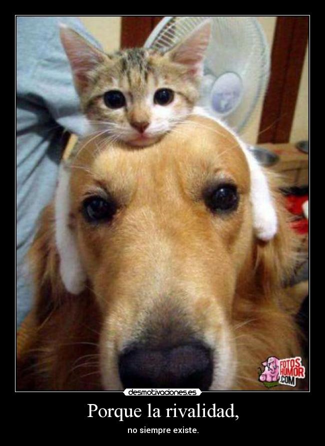 Porque la rivalidad, - no siempre existe.