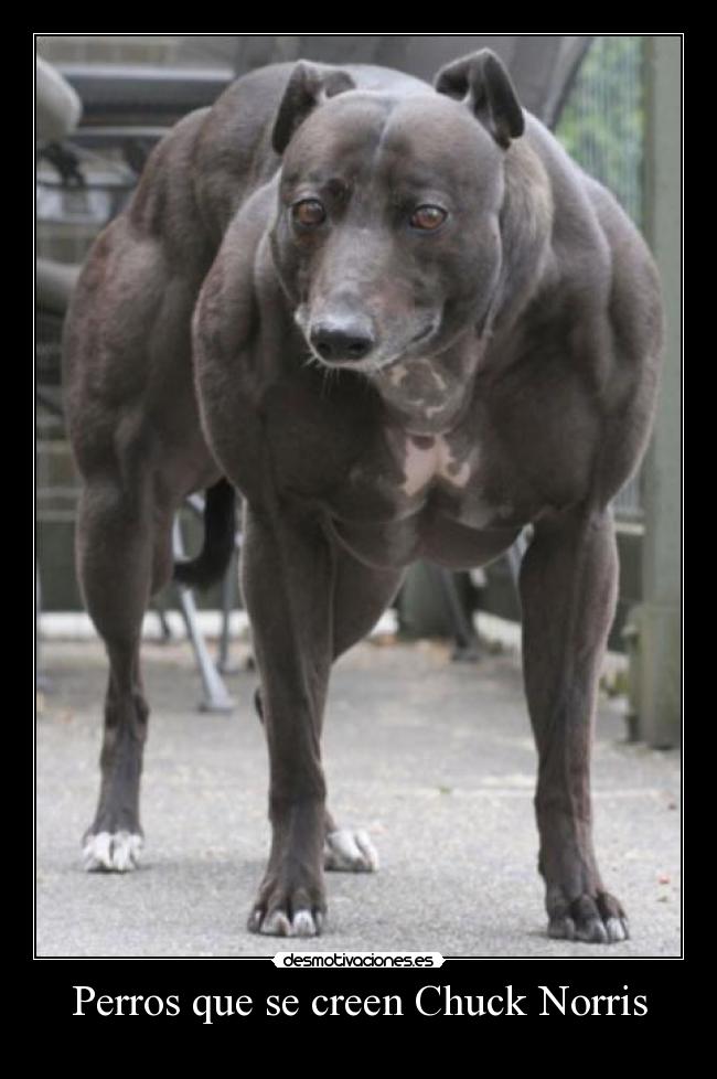 Perros que se creen Chuck Norris - 