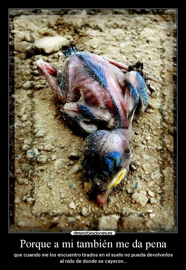 Porque a mi también me da pena - que cuando me los encuentro tirados en el suelo no pueda devolverlos
al nido de donde se cayeron...