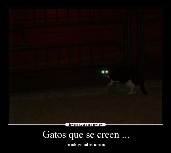 Gatos que se creen ... -