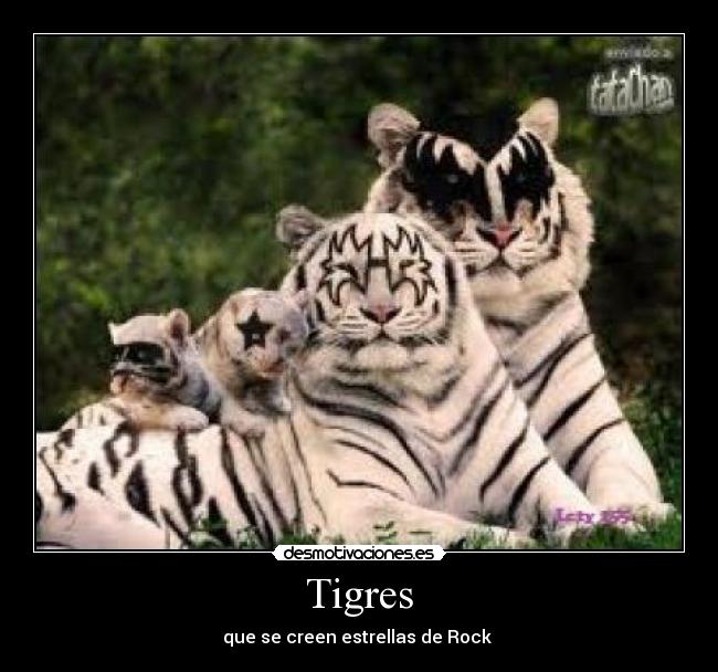 Tigres -