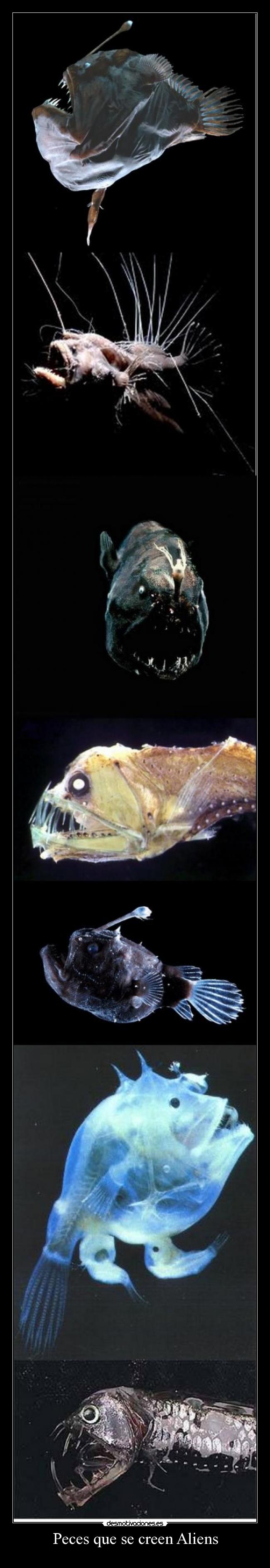 Peces que se creen Aliens - 