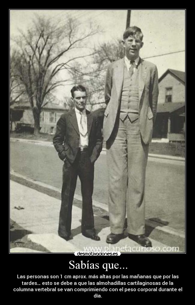Sabías que... - Las personas son 1 cm aprox. más altas por las mañanas que por las
tardes… esto se debe a que las almohadillas cartilaginosas de la
columna vertebral se van comprimiendo con el peso corporal durante el
día.