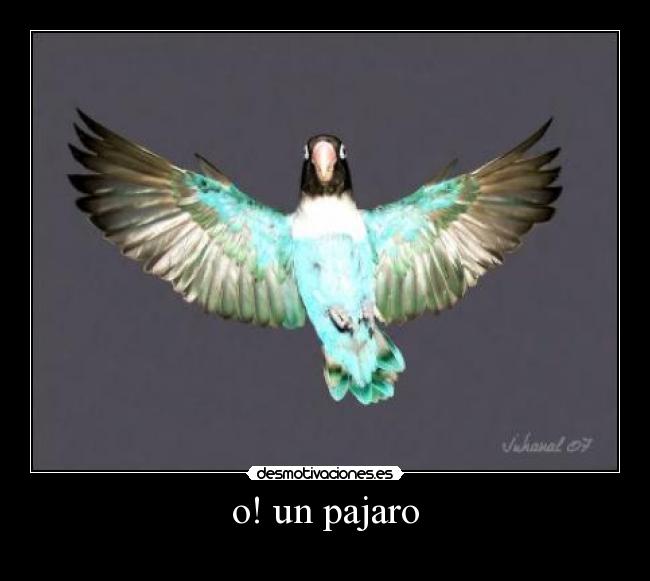 o! un pajaro - 