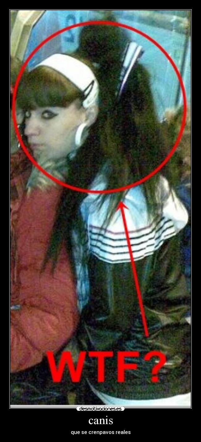 canis - que se crenpavos reales