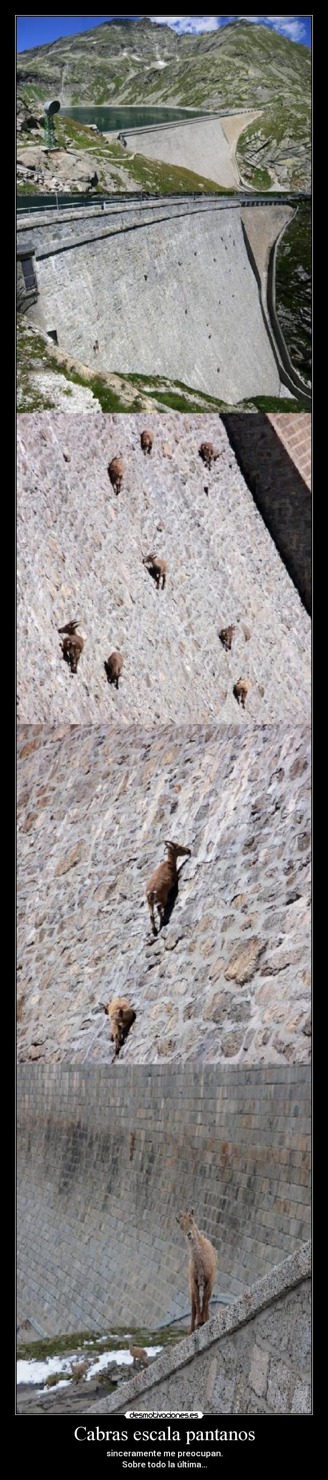 Cabras escala pantanos - sinceramente me preocupan.
Sobre todo la última...