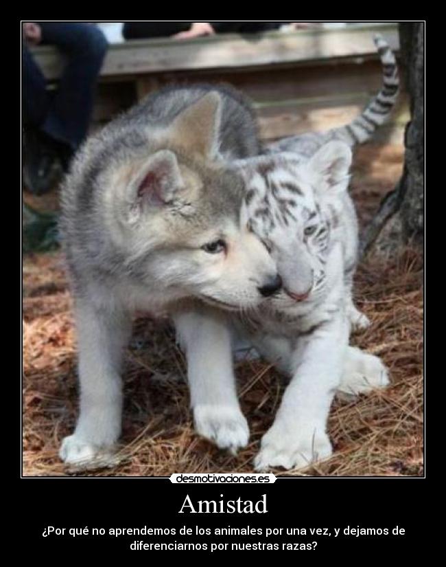 Amistad - ¿Por qué no aprendemos de los animales por una vez, y dejamos de
diferenciarnos por nuestras razas?