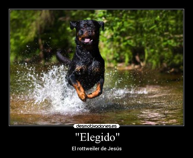 carteles jesusrottweiler desmotivaciones