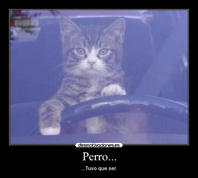 Perro... - 