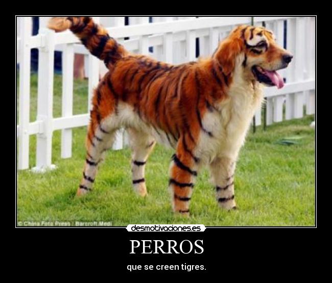 carteles perros desmotivaciones