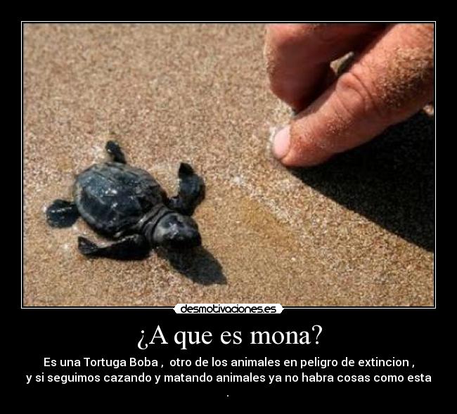 ¿A que es mona? -