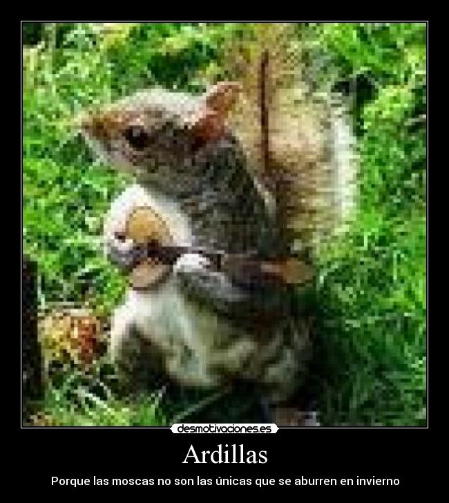 carteles ardillas desmotivaciones