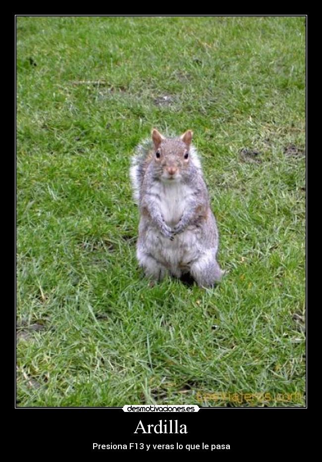 Ardilla -