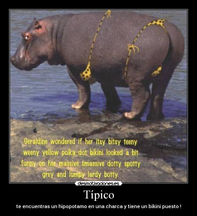 Típico - te encuentras un hipopotamo en una charca y tiene un bikini puesto !