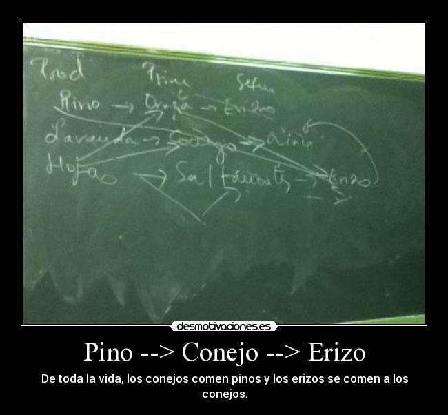 Pino --> Conejo --> Erizo - De toda la vida, los conejos comen pinos y los erizos se comen a los conejos.
