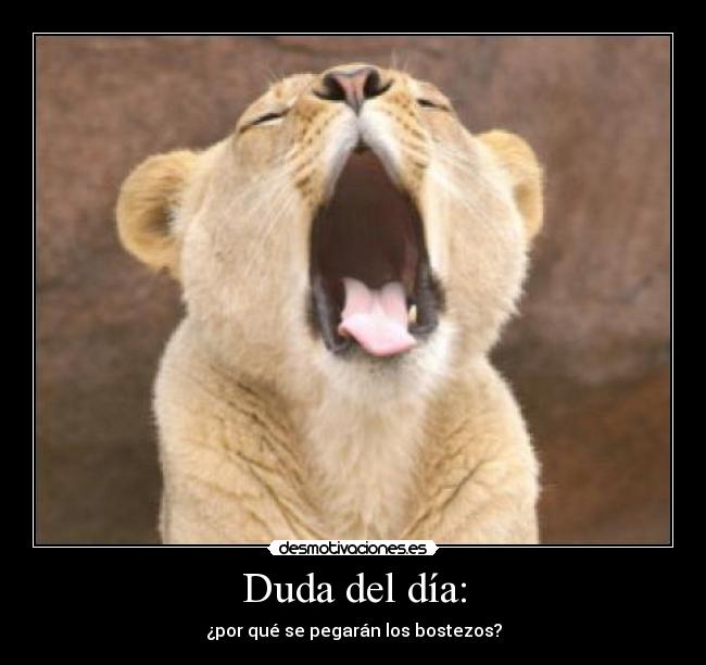 Duda del día: - ¿por qué se pegarán los bostezos?