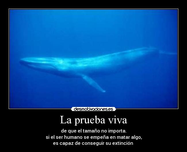 La prueba viva - de que el tamaño no importa.
si el ser humano se empeña en matar algo,
es capaz de conseguir su extinción