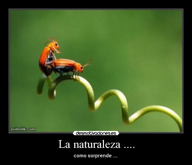 La naturaleza .... - como sorprende .... 