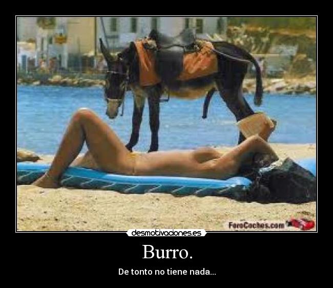 Burro. - 