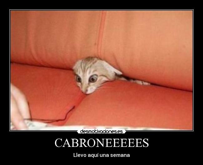 carteles cabroneeesees desmotivaciones