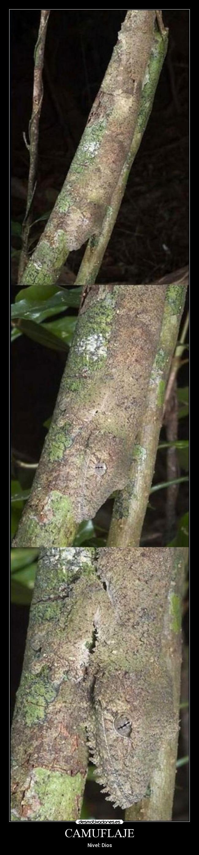 CAMUFLAJE - Nivel: Dios