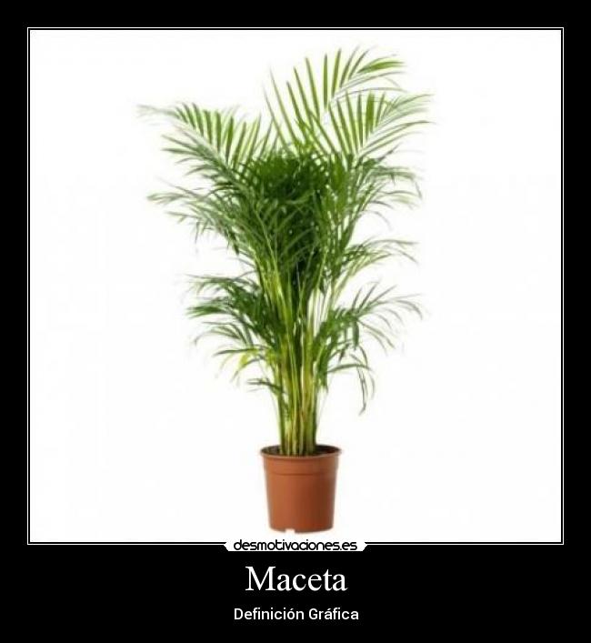 Maceta - 