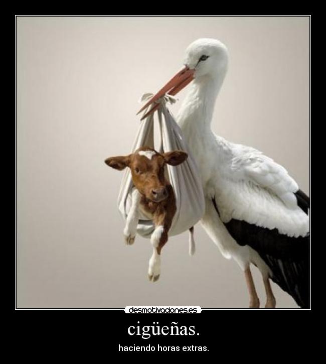 cigüeñas. -