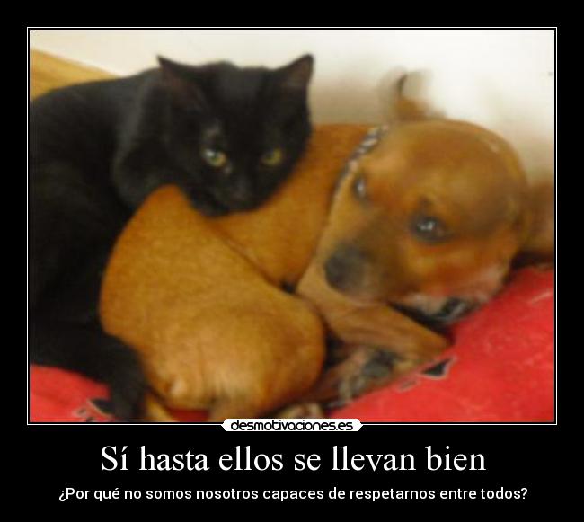 carteles perros gatos humanos desmotivaciones