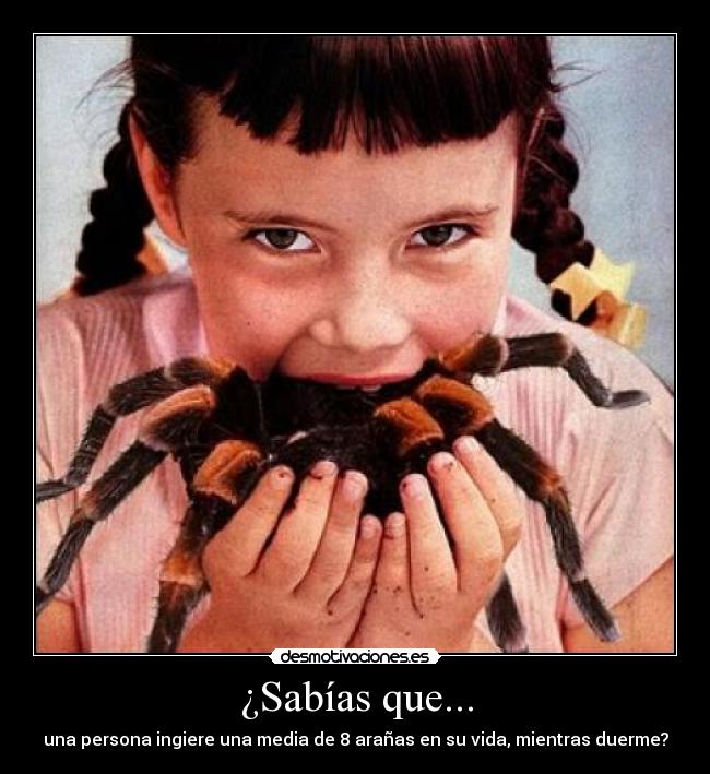 ¿Sabías que... - una persona ingiere una media de 8 arañas en su vida, mientras duerme?