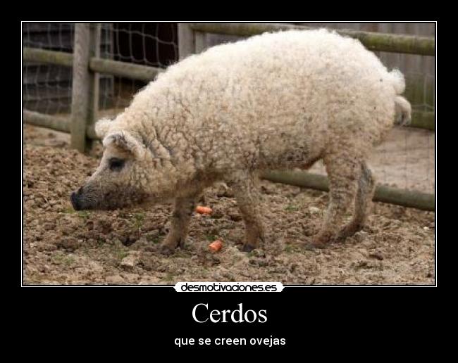 Cerdos - que se creen ovejas