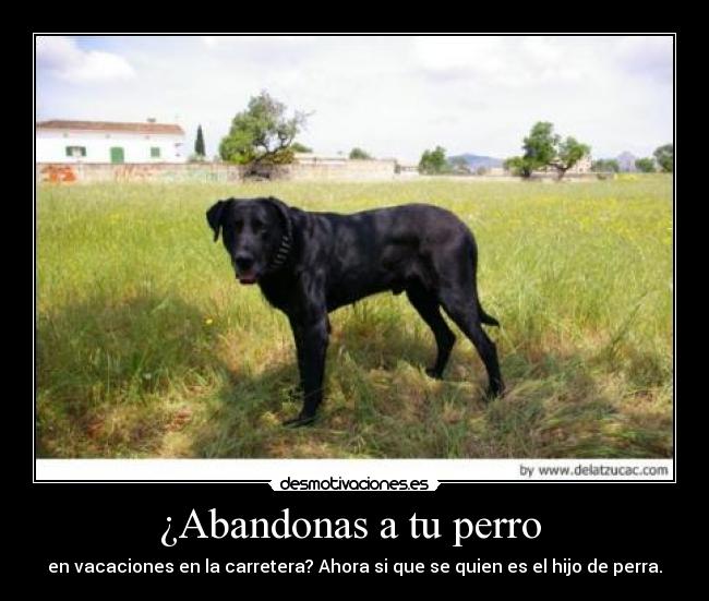 ¿Abandonas a tu perro - en vacaciones en la carretera? Ahora si que se quien es el hijo de perra.