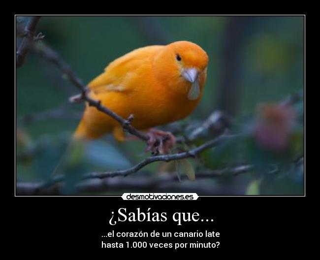 ¿Sabías que... - ...el corazón de un canario late
hasta 1.000 veces por minuto?