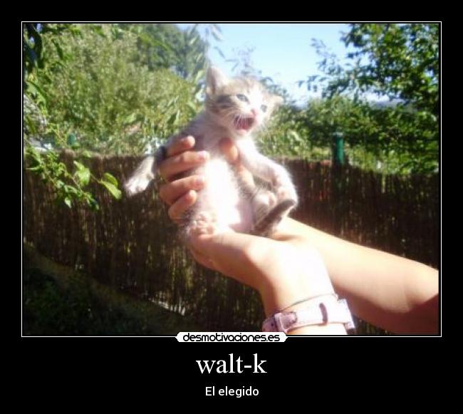 walt-k - 