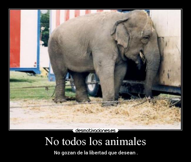 No todos los animales - No gozan de la libertad que desean .