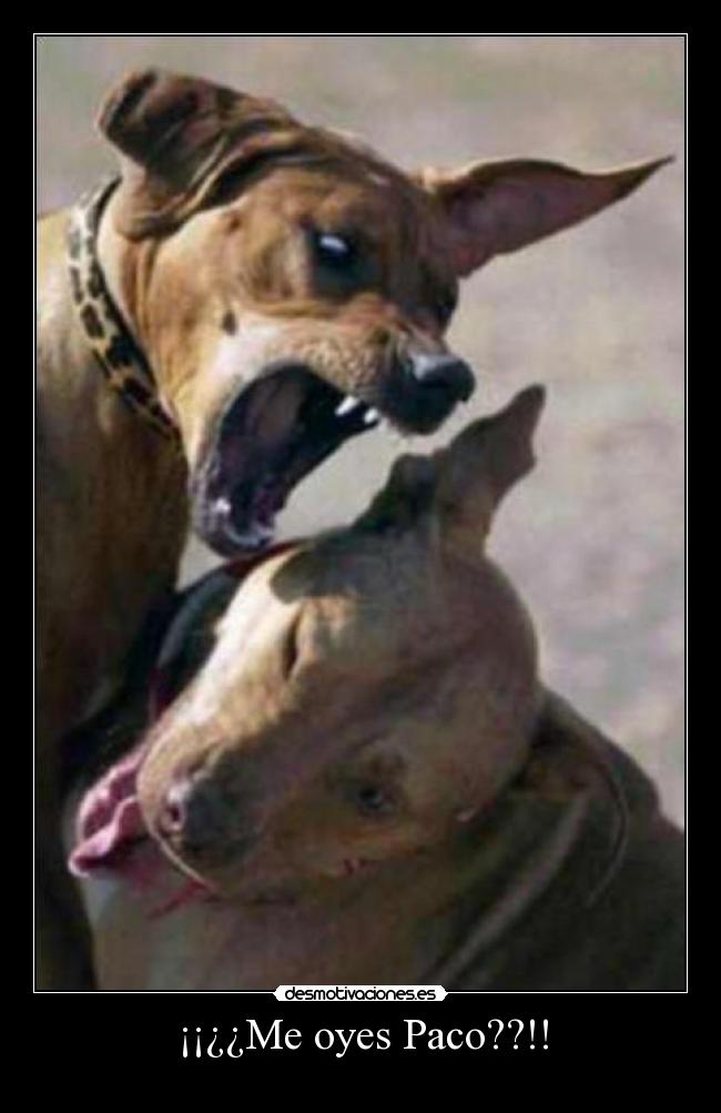 ¡¡¿¿Me oyes Paco??!! -   