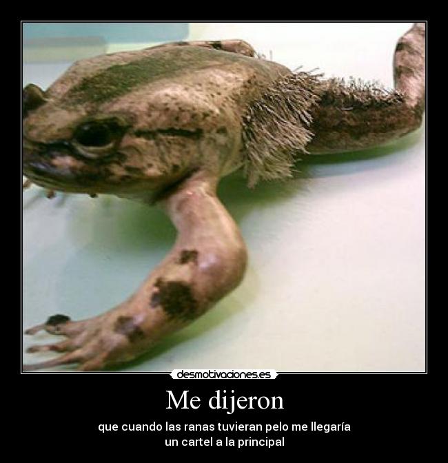 Me dijeron - que cuando las ranas tuvieran pelo me llegaría
un cartel a la principal