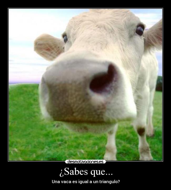 ¿Sabes que... - Una vaca es igual a un triangulo?