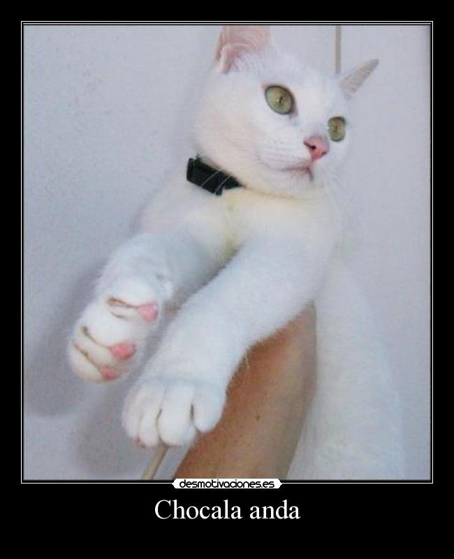 Chocala anda -