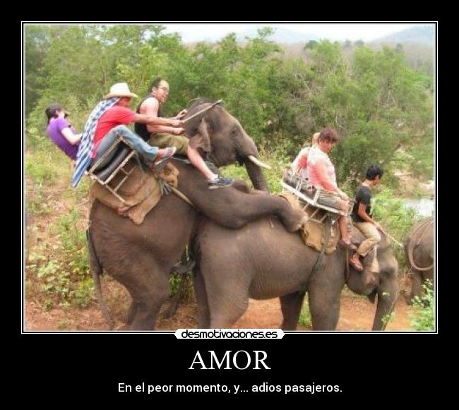 AMOR - 