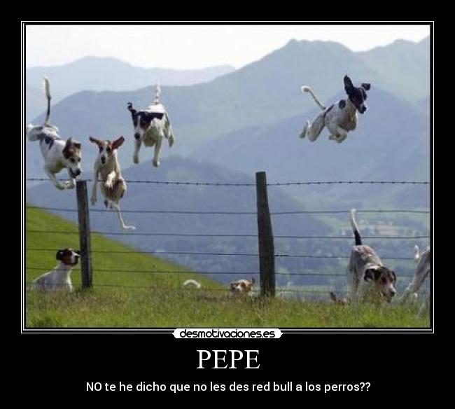 PEPE - NO te he dicho que no les des red bull a los perros??
