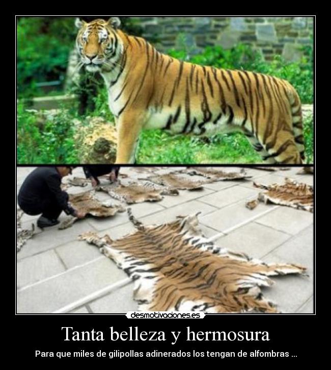 Tanta belleza y hermosura -