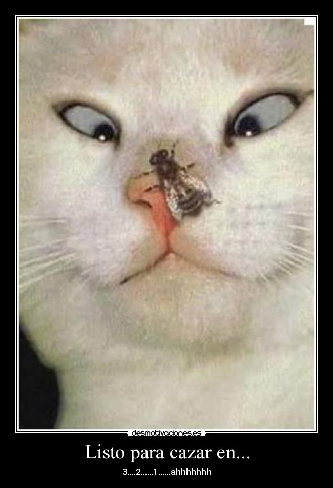 Listo para cazar en... - 