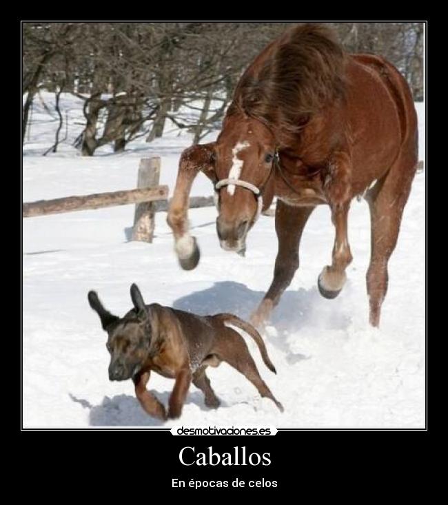 Caballos - 